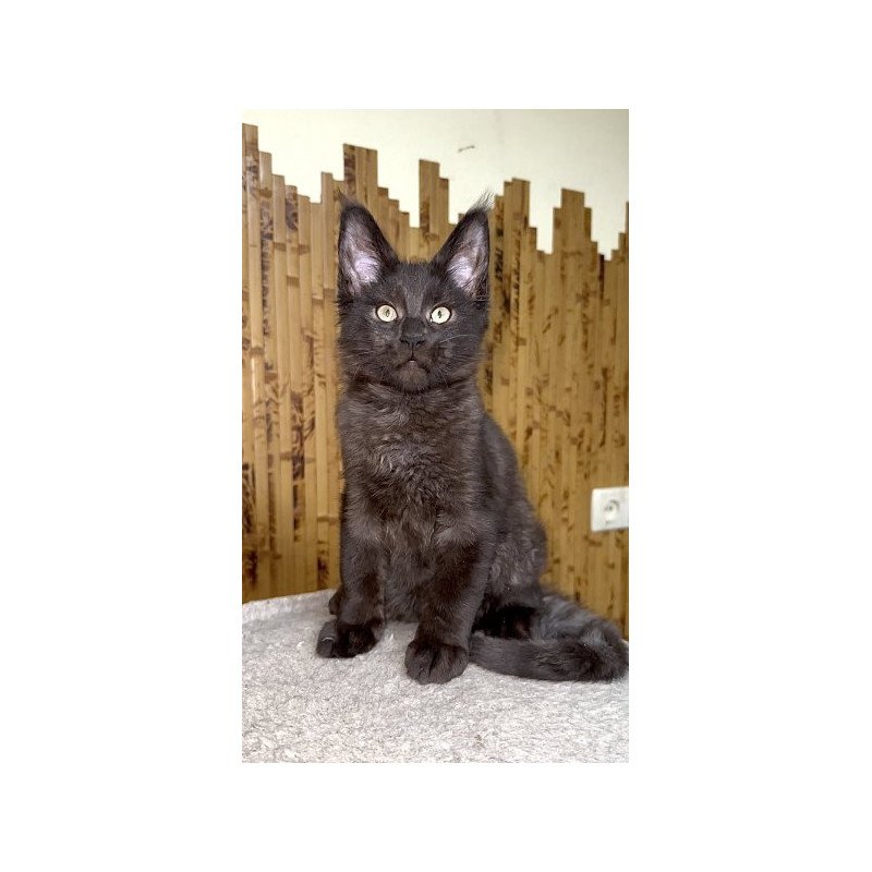 Maine Coon Alva Avista