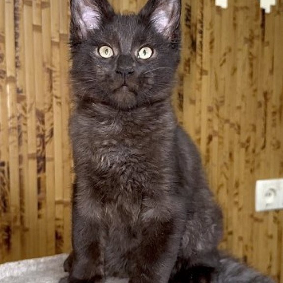 Maine Coon Alva Avista