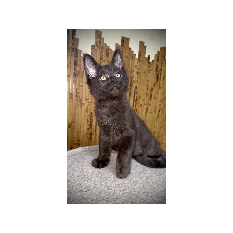 Maine Coon Alva Avista