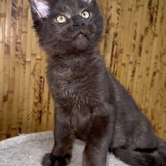 Maine Coon Alva Avista