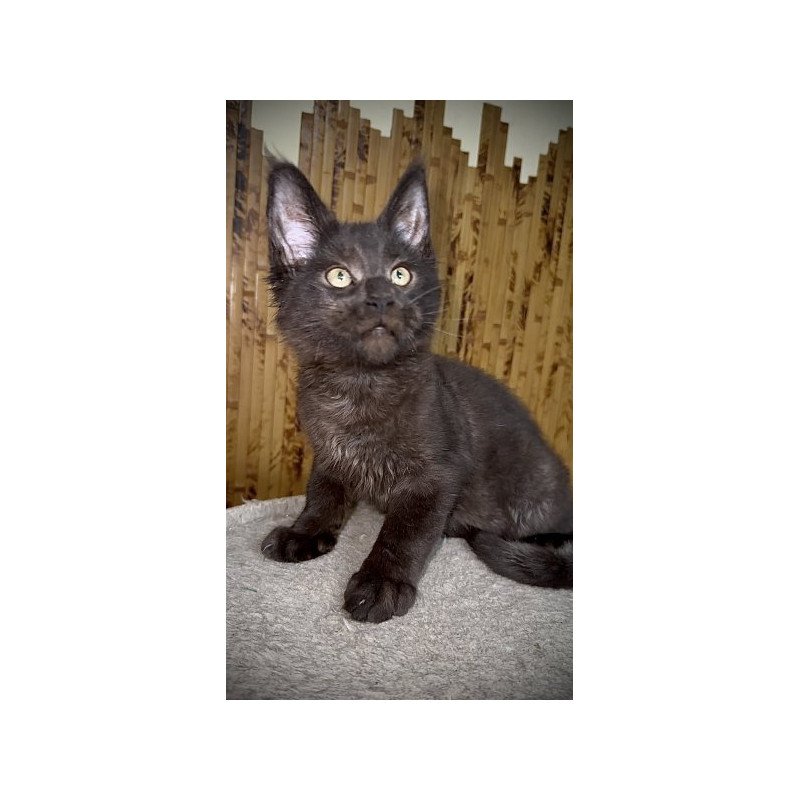 Maine Coon Alva Avista