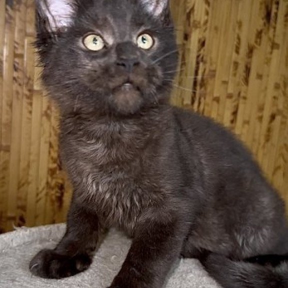 Maine Coon Alva Avista