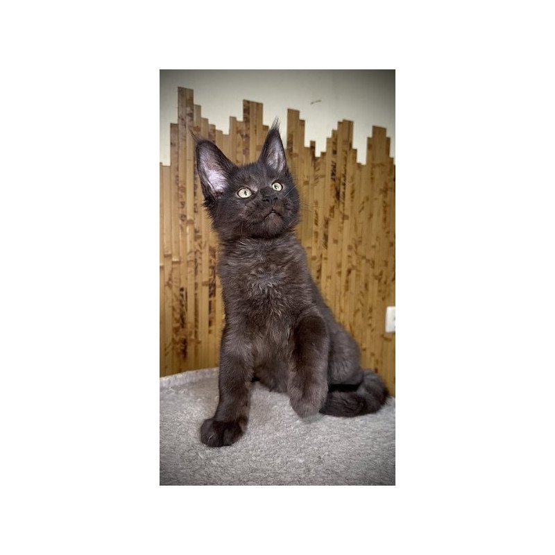 Maine Coon Alva Avista