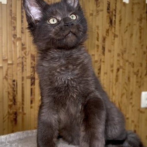 Maine Coon Alva Avista