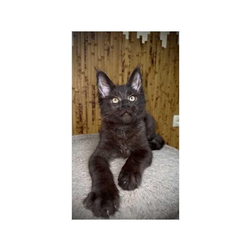 Maine Coon Alva Avista