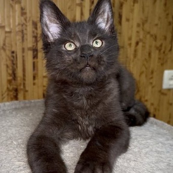 Maine Coon Alva Avista