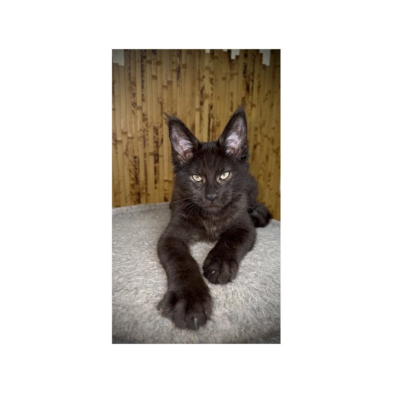 Maine Coon Alva Avista