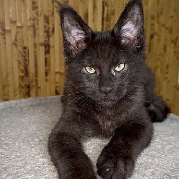 Maine Coon Alva Avista