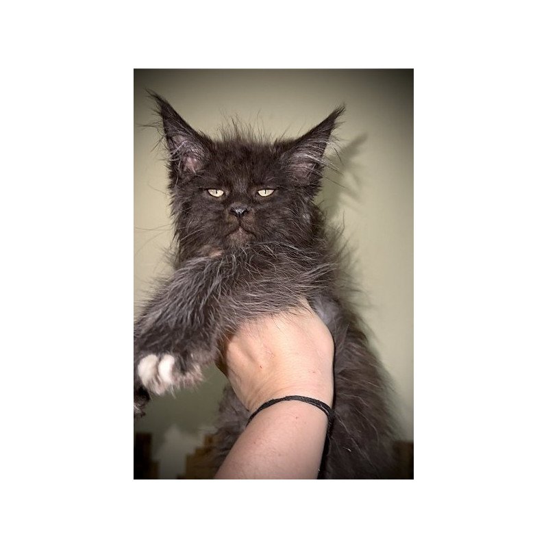 Maine Coon Alva Bizon