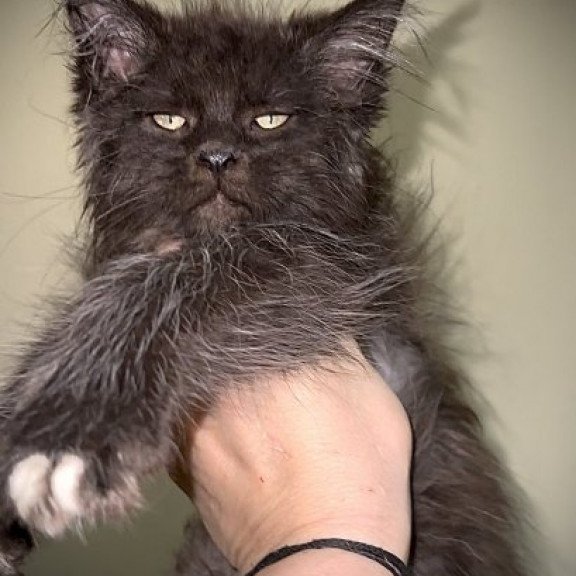 Maine Coon Alva Bizon