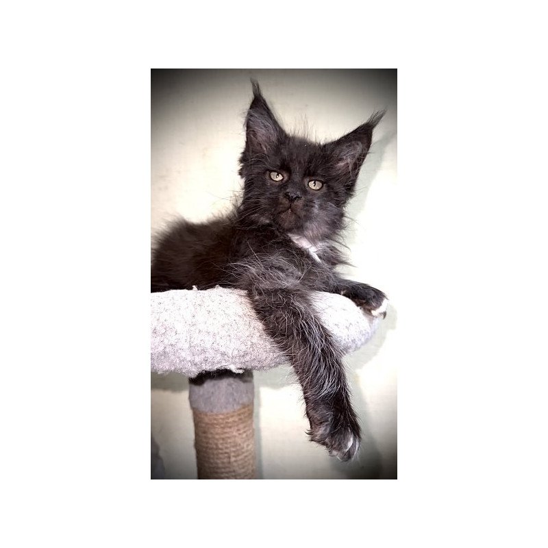Maine Coon Alva Bizon