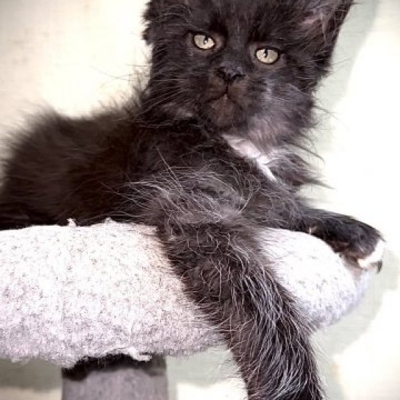 Maine Coon Alva Bizon