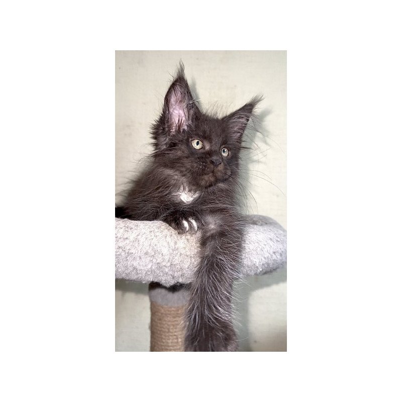 Maine Coon Alva Bizon
