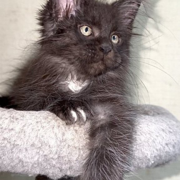 Maine Coon Alva Bizon