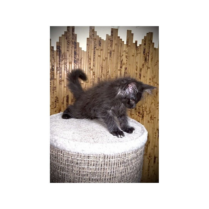 Maine Coon Alva Bizon