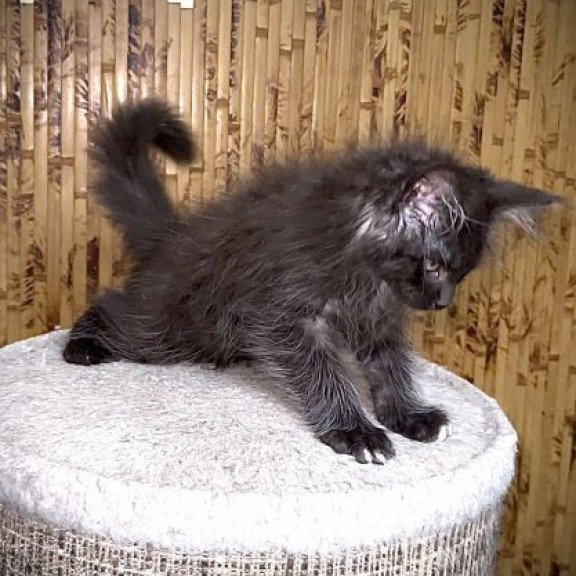 Maine Coon Alva Bizon