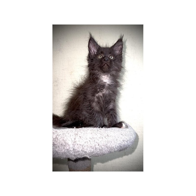 Maine Coon Alva Bizon