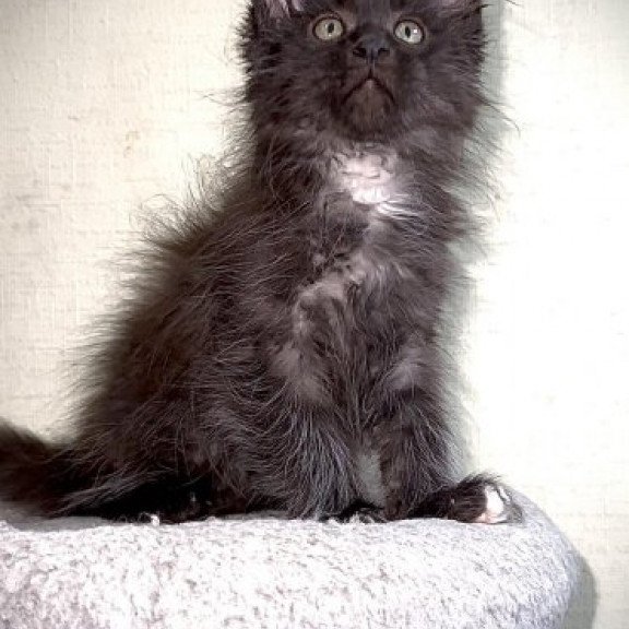 Maine Coon Alva Bizon