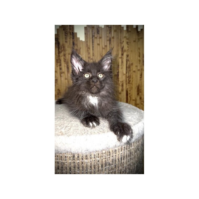 Maine Coon Alva Bizon
