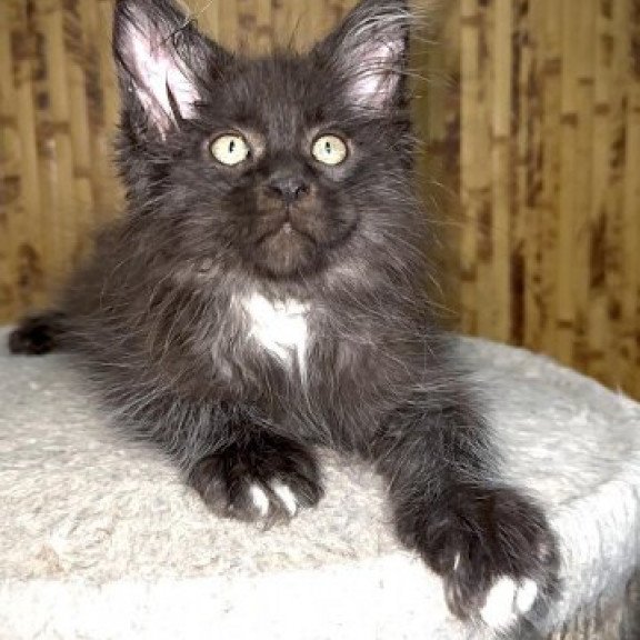 Maine Coon Alva Bizon