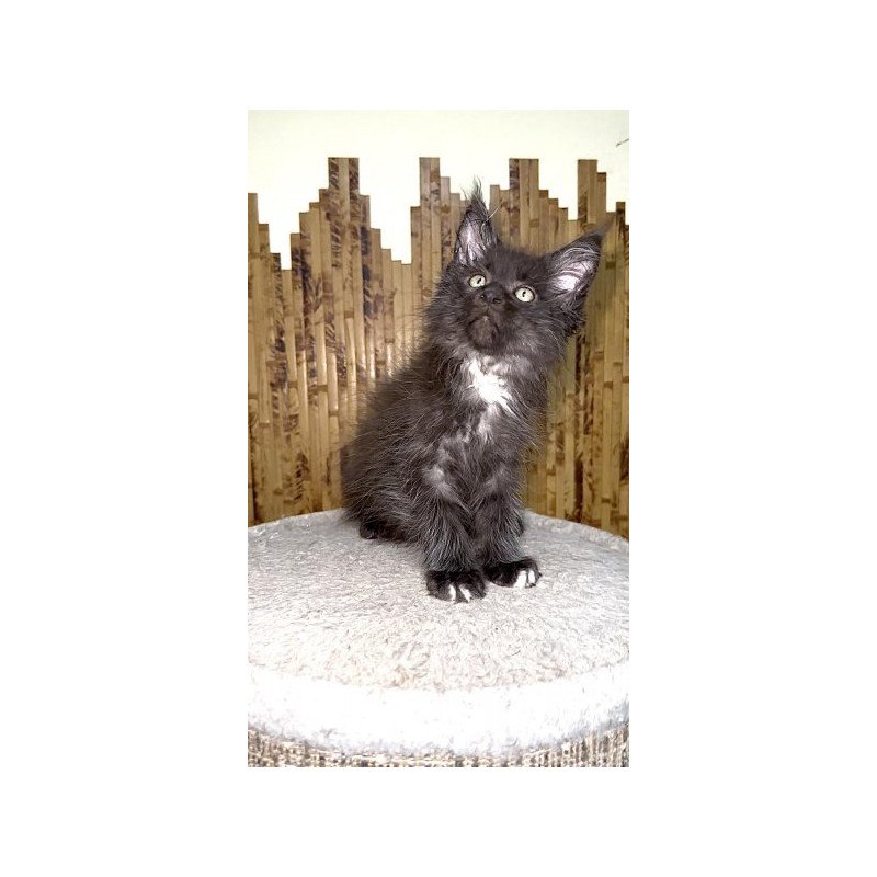 Maine Coon Alva Bizon