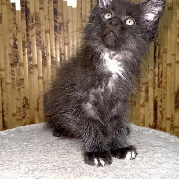 Maine Coon Alva Bizon