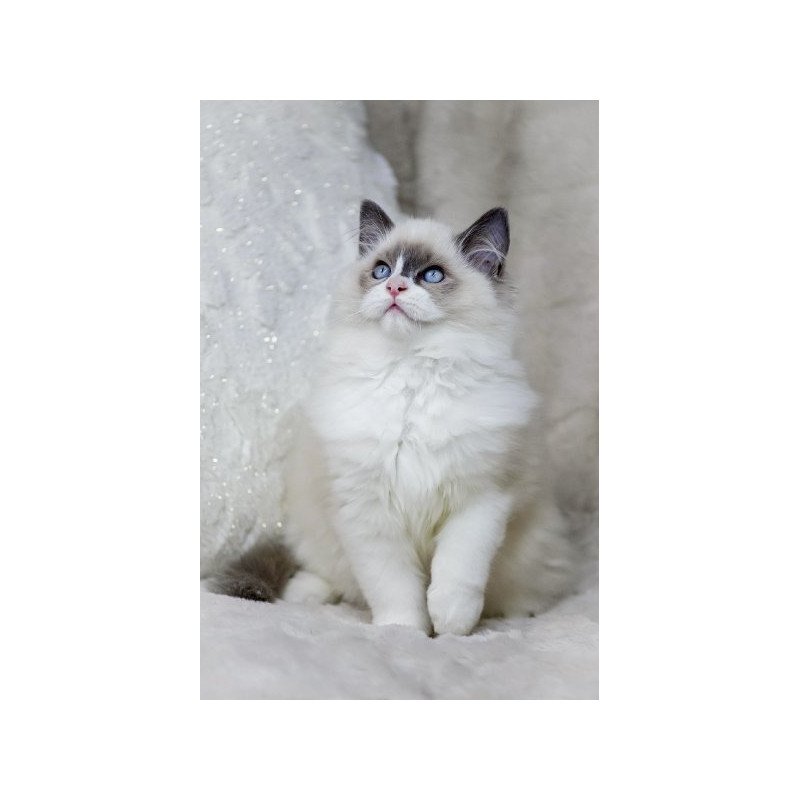 Ragdoll Alva Ninja