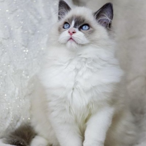 Ragdoll Alva Ninja