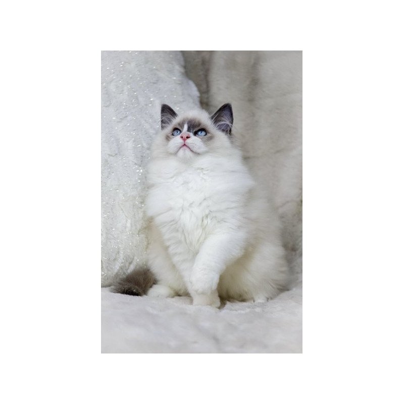 Ragdoll Alva Ninja