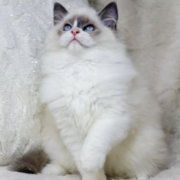 Ragdoll Alva Ninja