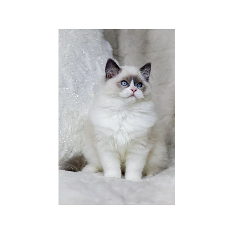 Ragdoll Alva Ninja