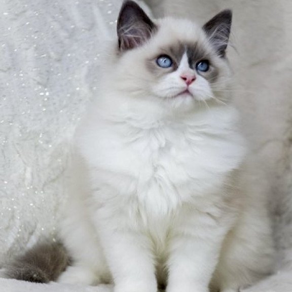 Ragdoll Alva Ninja