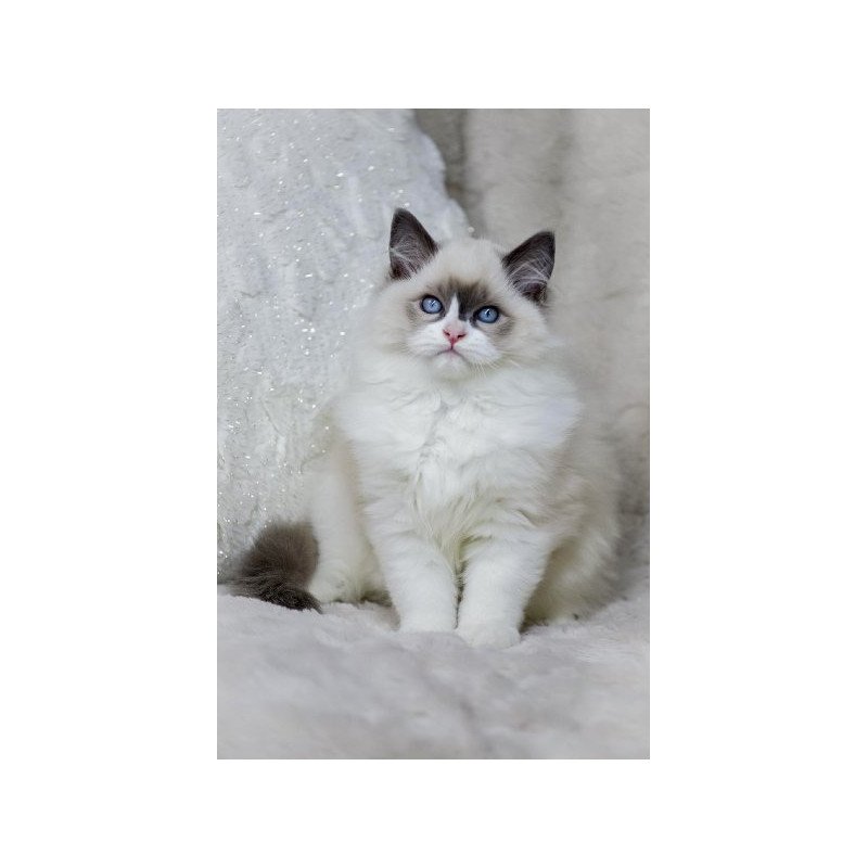 Ragdoll Alva Ninja