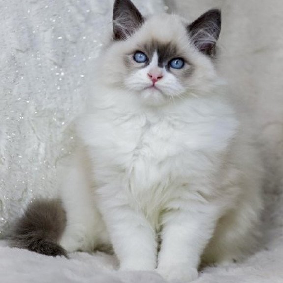 Ragdoll Alva Ninja