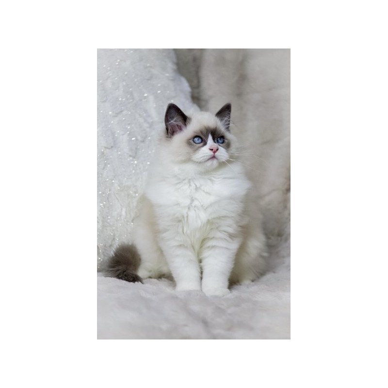 Ragdoll Alva Ninja