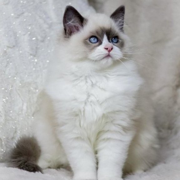 Ragdoll Alva Ninja