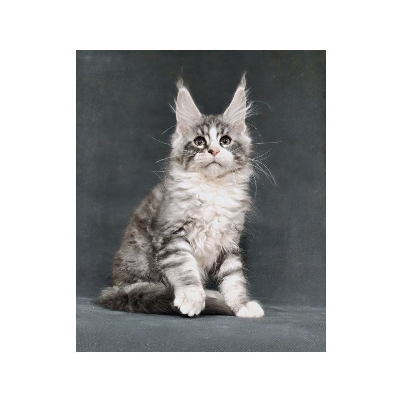 Maine Coon Alva Lukas