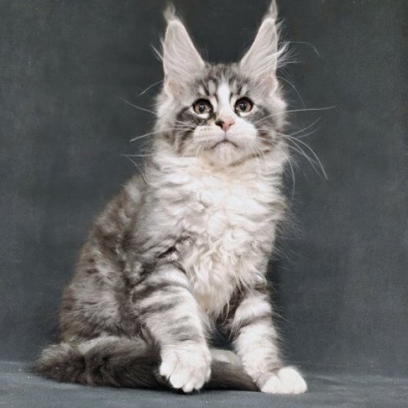 Maine Coon Alva Lukas