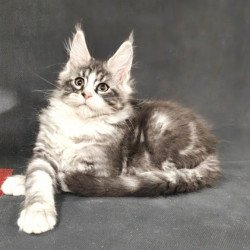 Maine Coon Alva Lukas