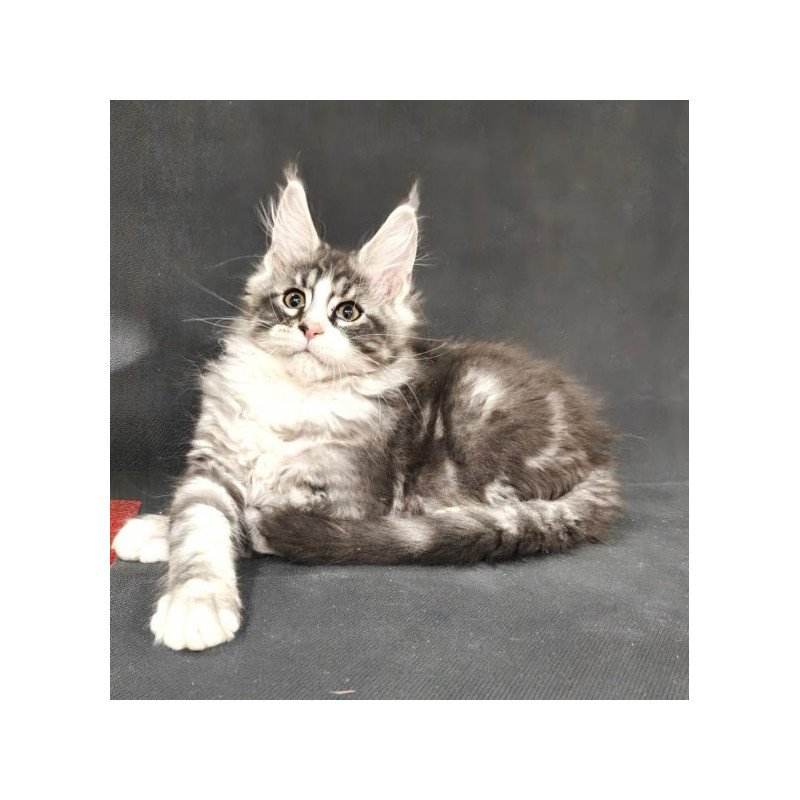 Maine Coon Alva Lukas