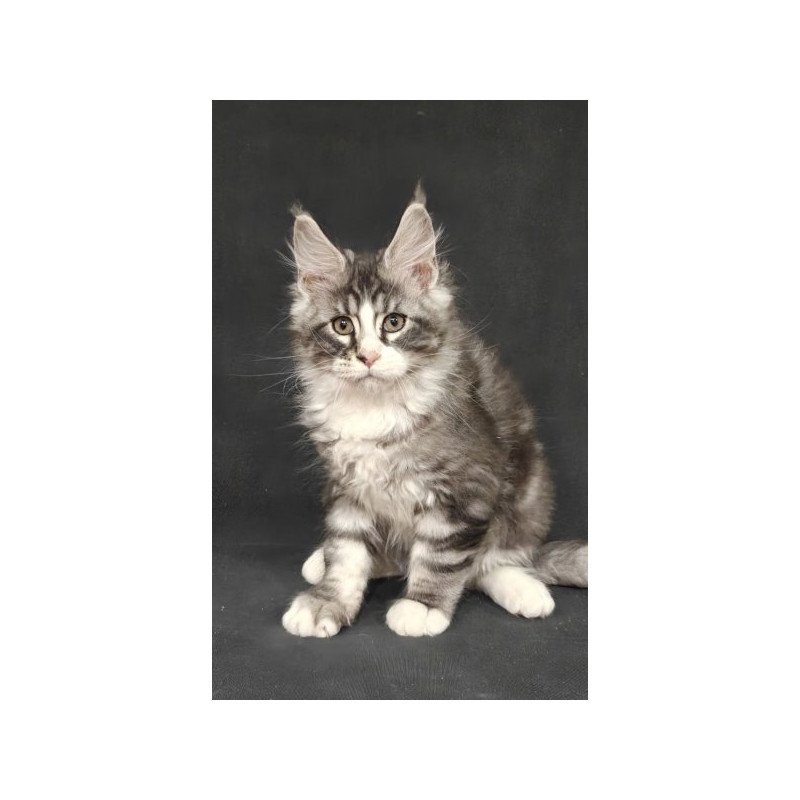 Maine Coon Alva Lukas