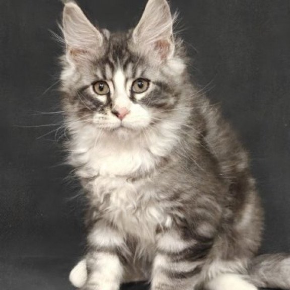 Maine Coon Alva Lukas