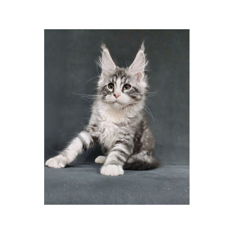 Maine Coon Alva Lukas