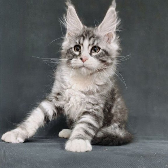 Maine Coon Alva Lukas