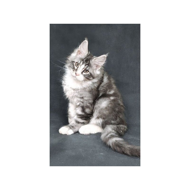 Maine Coon Alva Lukas