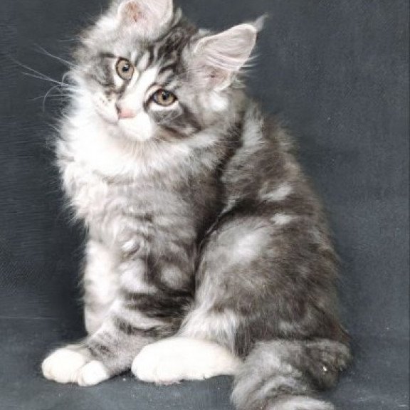 Maine Coon Alva Lukas