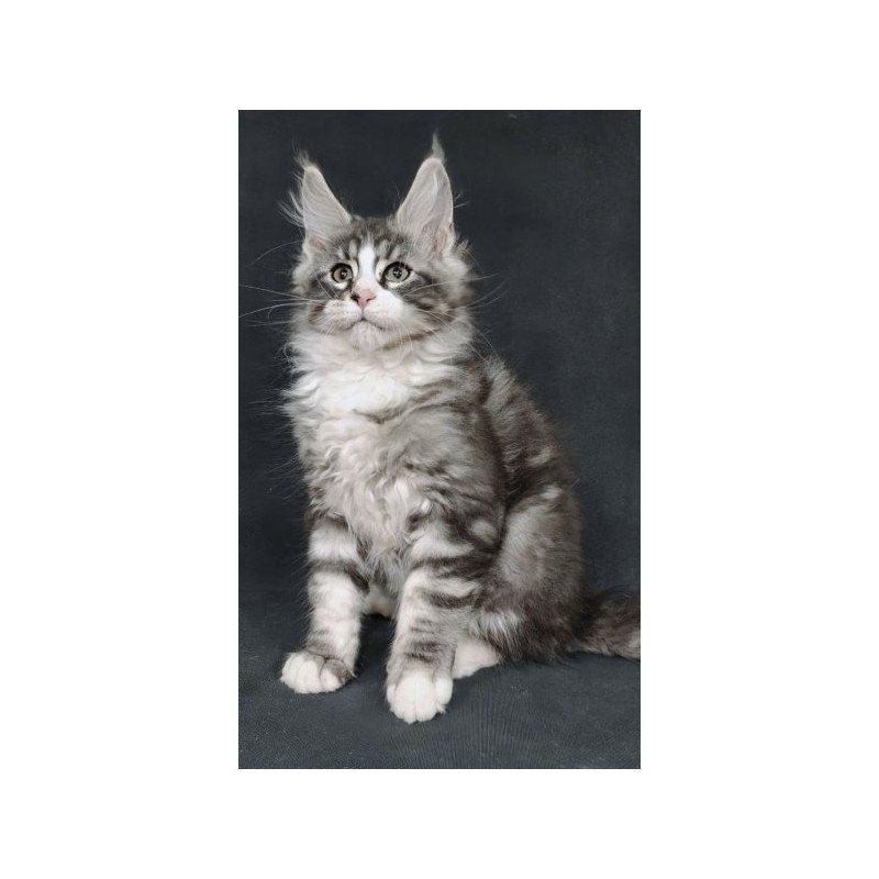 Maine Coon Alva Lukas