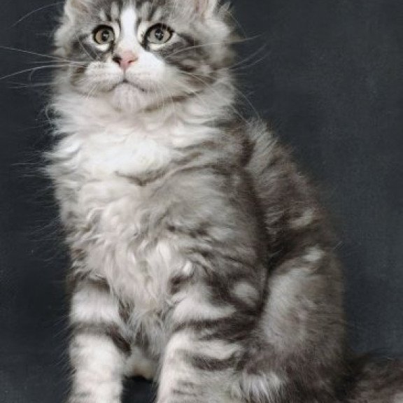 Maine Coon Alva Lukas
