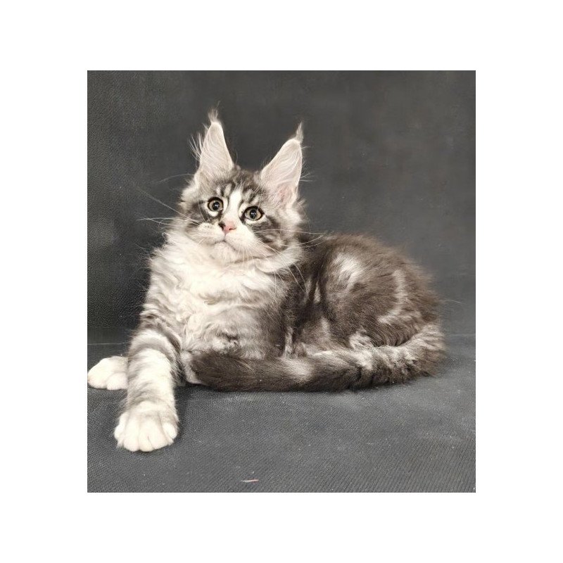 Maine Coon Alva Lukas