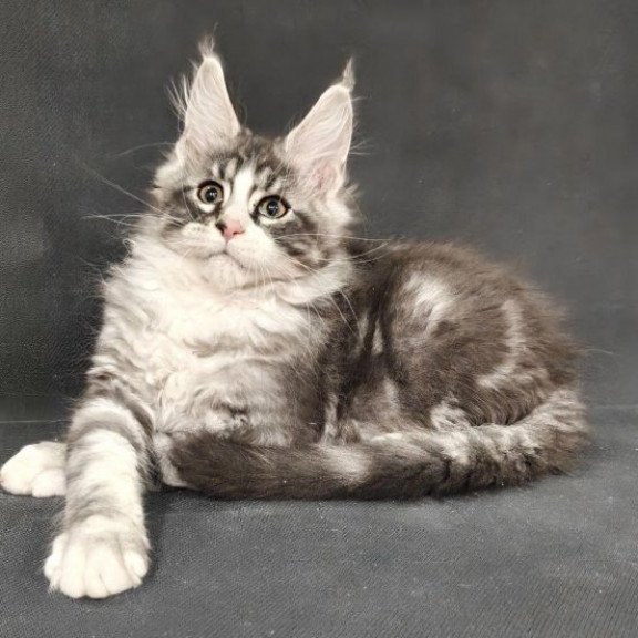 Maine Coon Alva Lukas